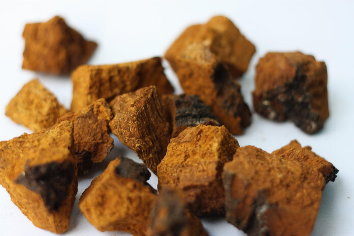 Chaga Mushrooms: The Secret to Unlocking Glowing Skin